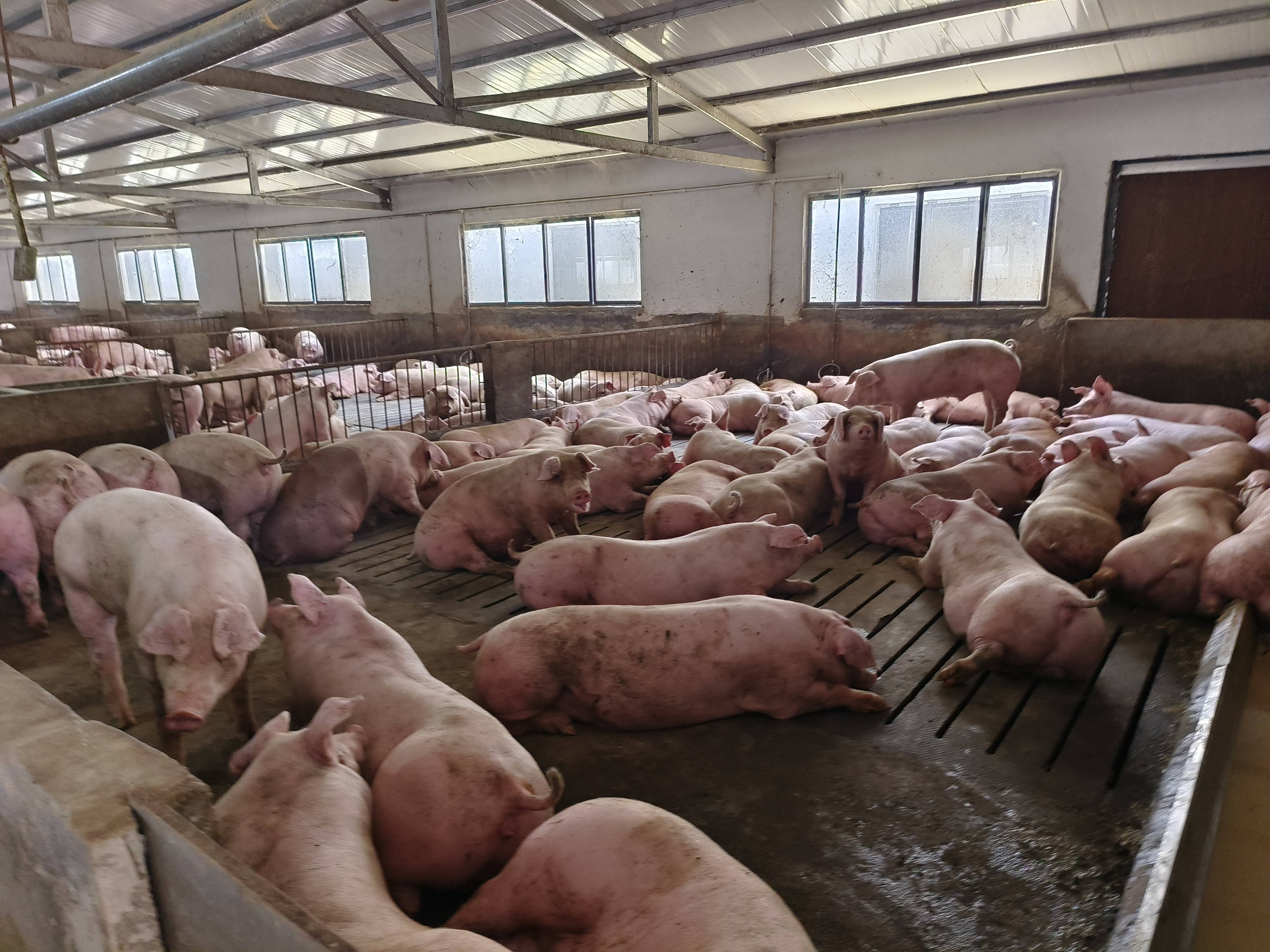 2025年中国猪饲料行业发展现状分析 猪饲料需求未来将持续增加【组图】