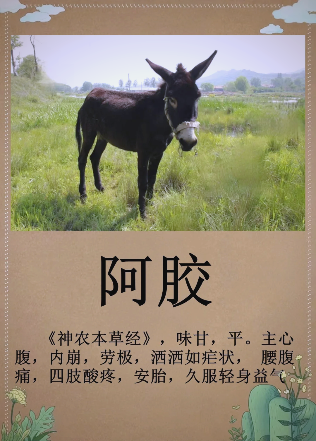 2025年山东省阿胶行业发展现状 发源地东阿县具有较好的产业集群化优势【组图】