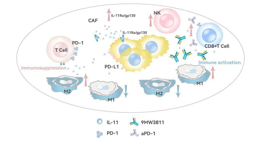 迈威生物：9MW3811注射液用于病理性瘢痕适应症的II期临床试验申请获受理