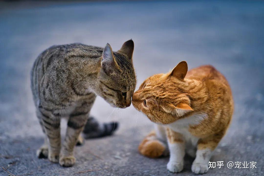 宠物也能做针灸了,企查查:宠物医疗相关企业存量超2万家