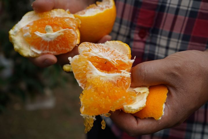 最善良水果耙耙柑已上市！近四成柑橘相关企业在西南地区