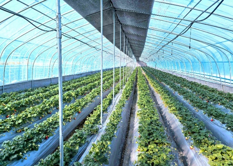 160一斤的黑草莓背后“产业密码”，国内超2成草莓种植相关企业在辽宁