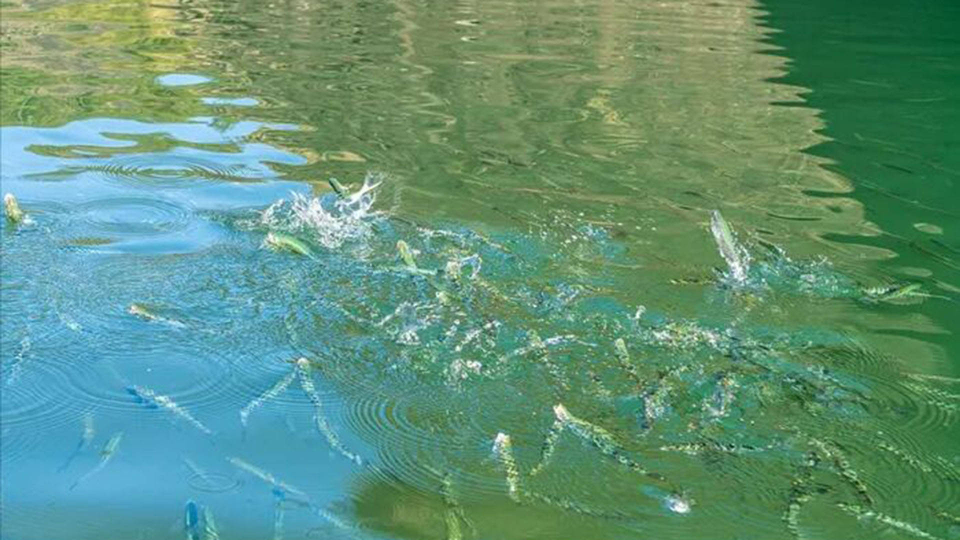 禁渔5年,长江在悄悄“疗伤”:江豚多了,生物多样性“优”了,渔业也向“绿色”转型了