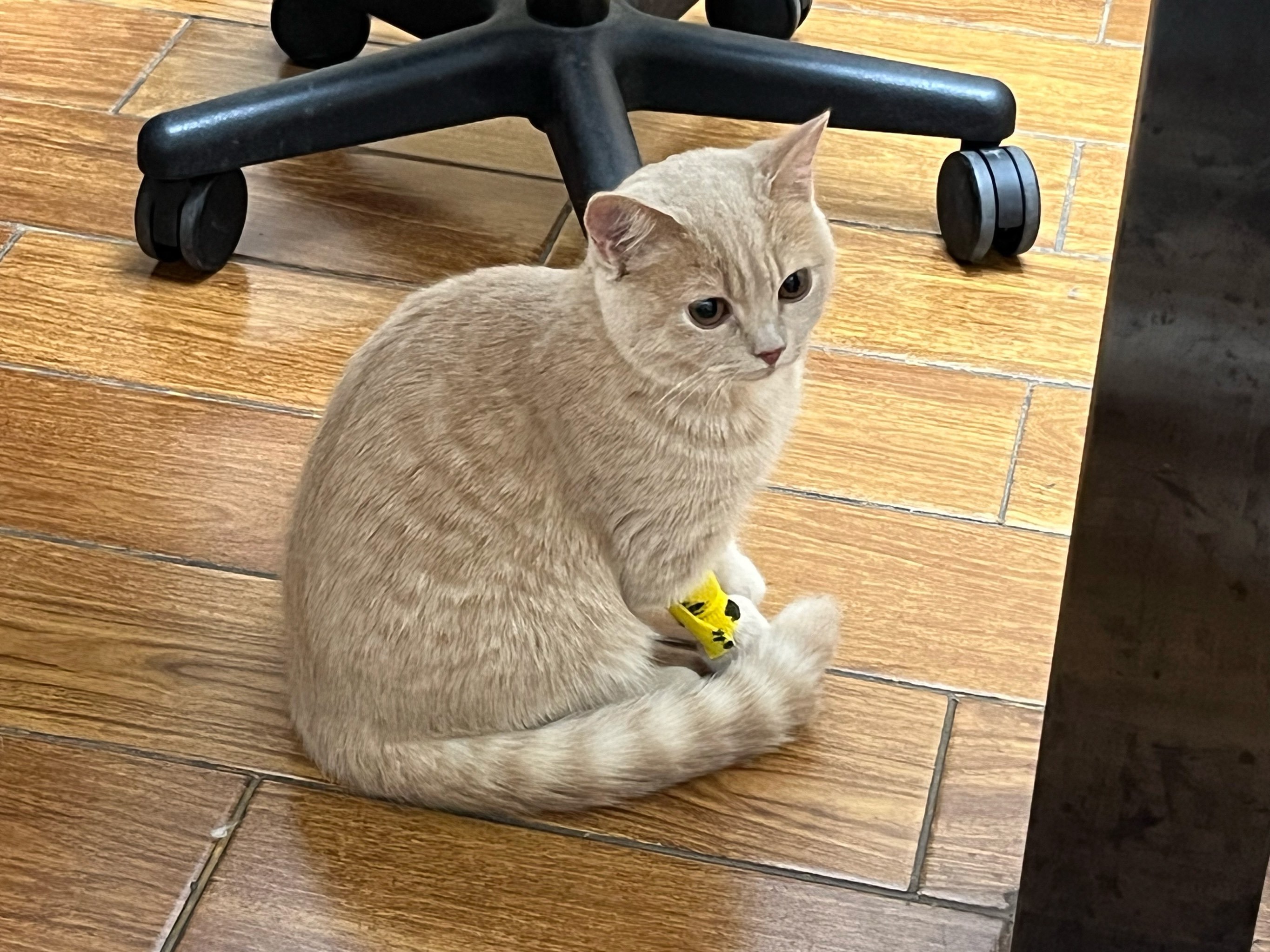 冲刺“宠物医院第一股”！瑞派宠物三年累亏超3亿，扩张急刹车、17.9亿商誉高悬