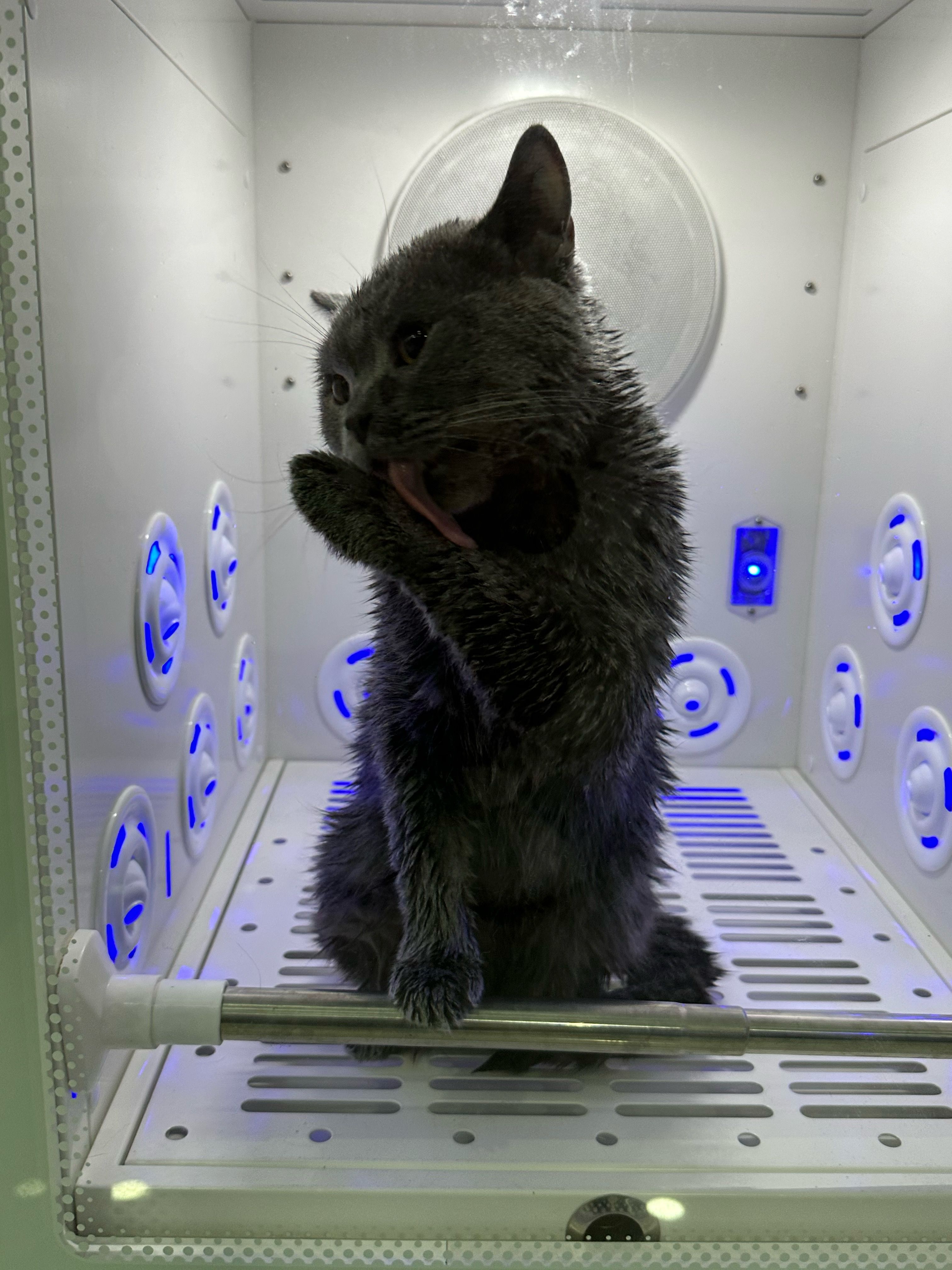 瑞派宠物医院赴港IPO，年入17亿，面临流动资金风险