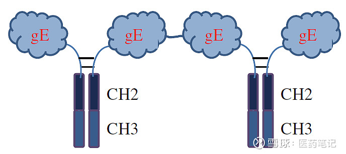 嘉因生物冲击IPO，深耕基因疗法，尚无产品上市